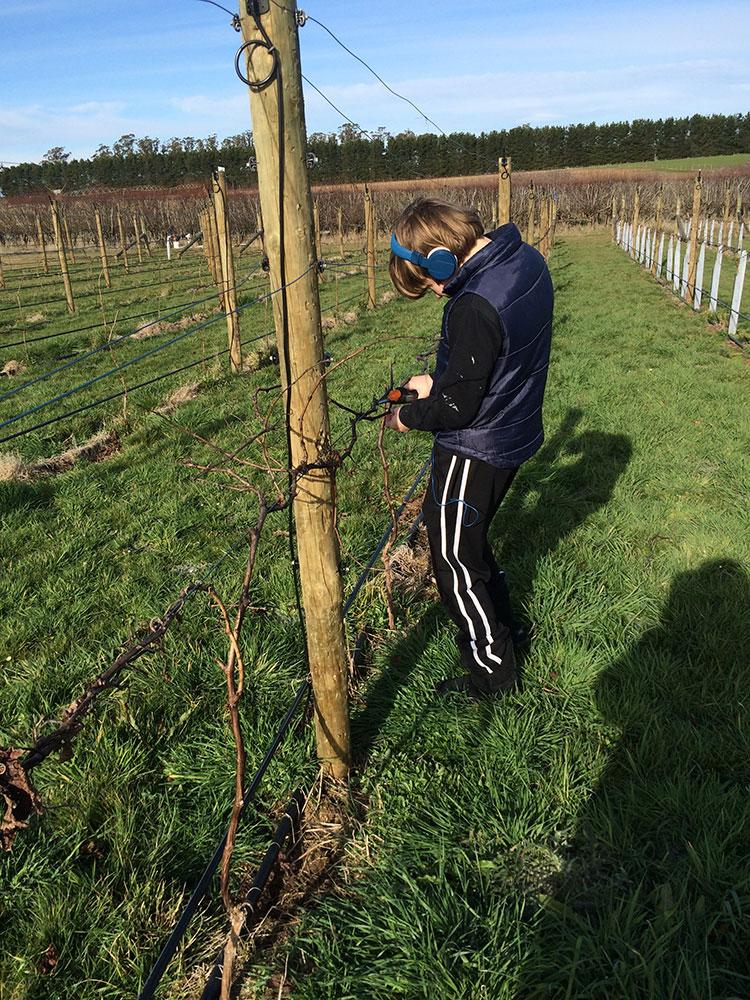 Lachlan helping with pruning in the holidays